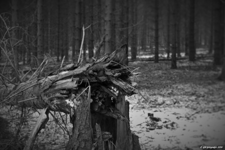 Bossen van Havelterberg.